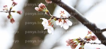 東京都、桜の開花宣言